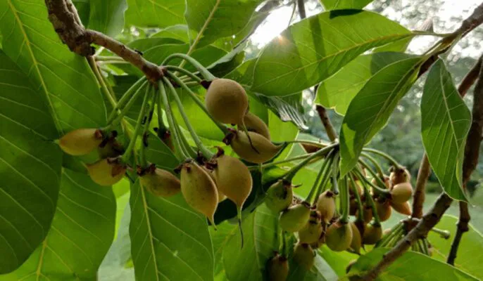 Mahua Benefits