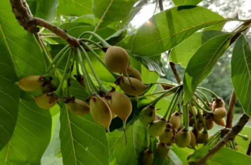 Mahua Benefits