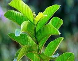  Guava Leaves