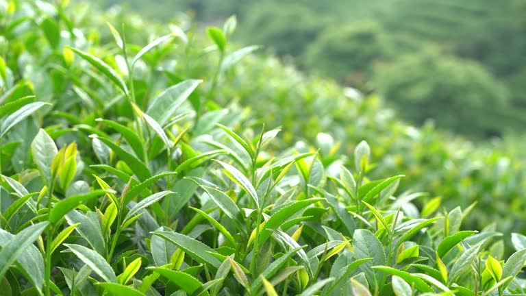 Health Benefits of Vaidban Shahi Green Tea