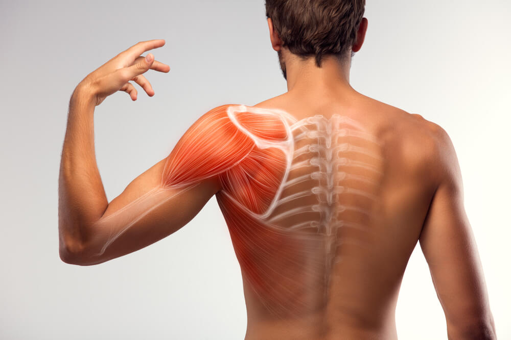 Muscle Health